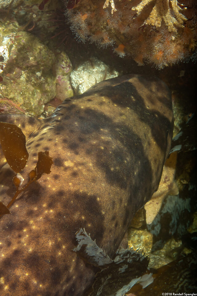Cephaloscyllium ventriosum (Swell Shark)