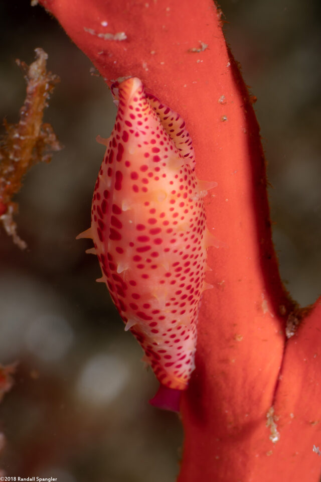 Simnia avena (Simnia)