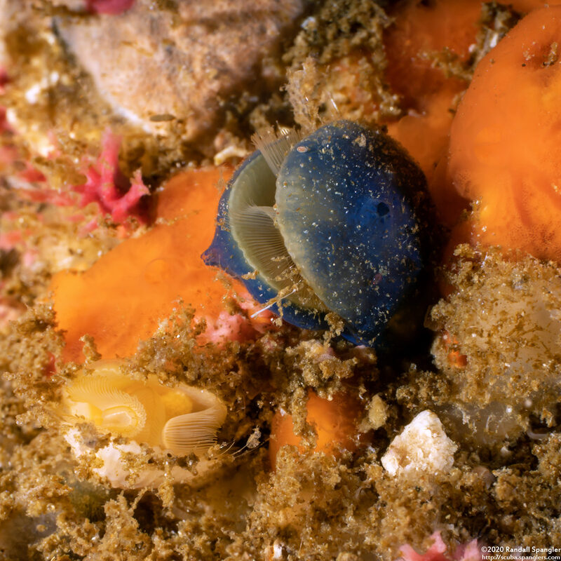 Terebratalia transversa (Common Lampshell)