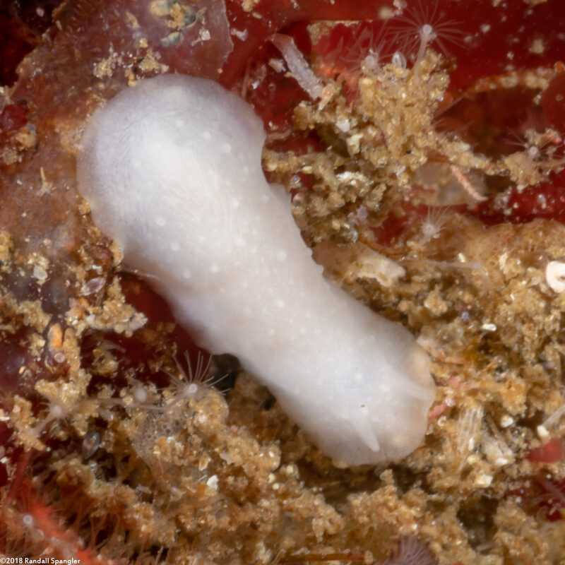 Phyllidiopsis blanca (White Phyllidid)