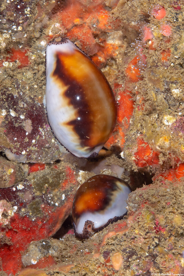 Neobernaya spadicea (Chestnut Cowry)