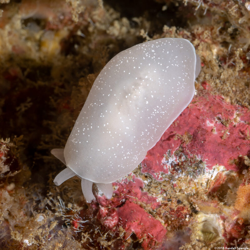 Berthella californica (California Berthella)