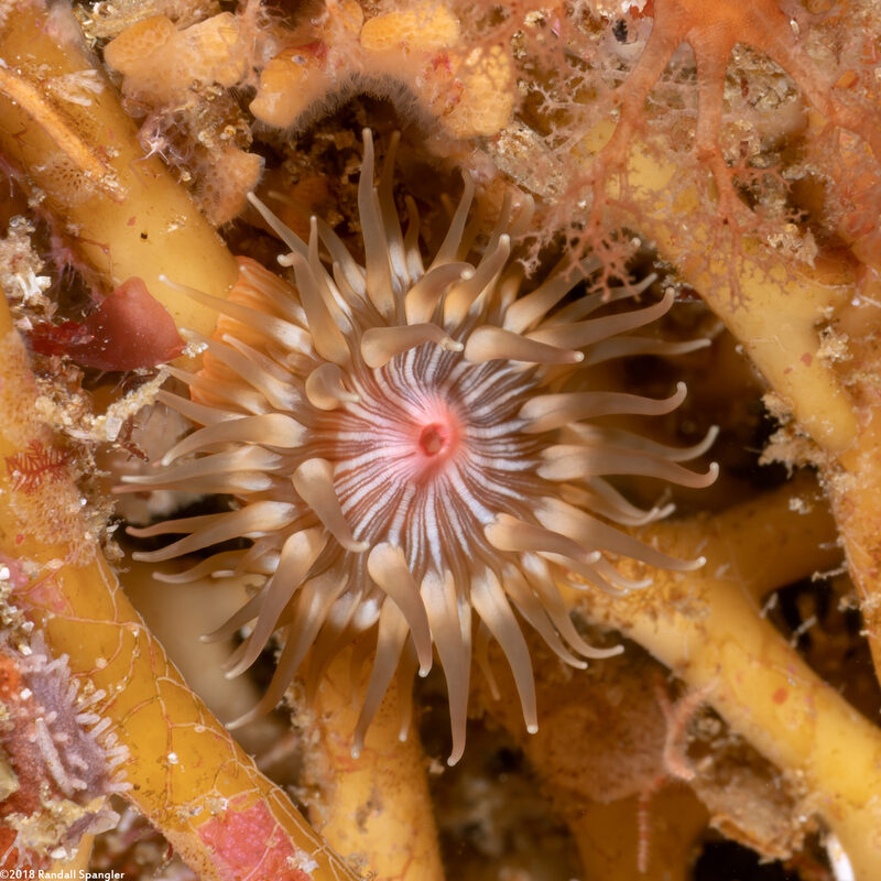 Epiactis prolifera (Proliferating Anemone)