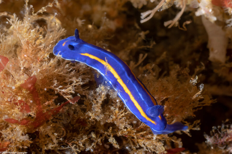 Felimare porterae (Porter's Chromodorid)