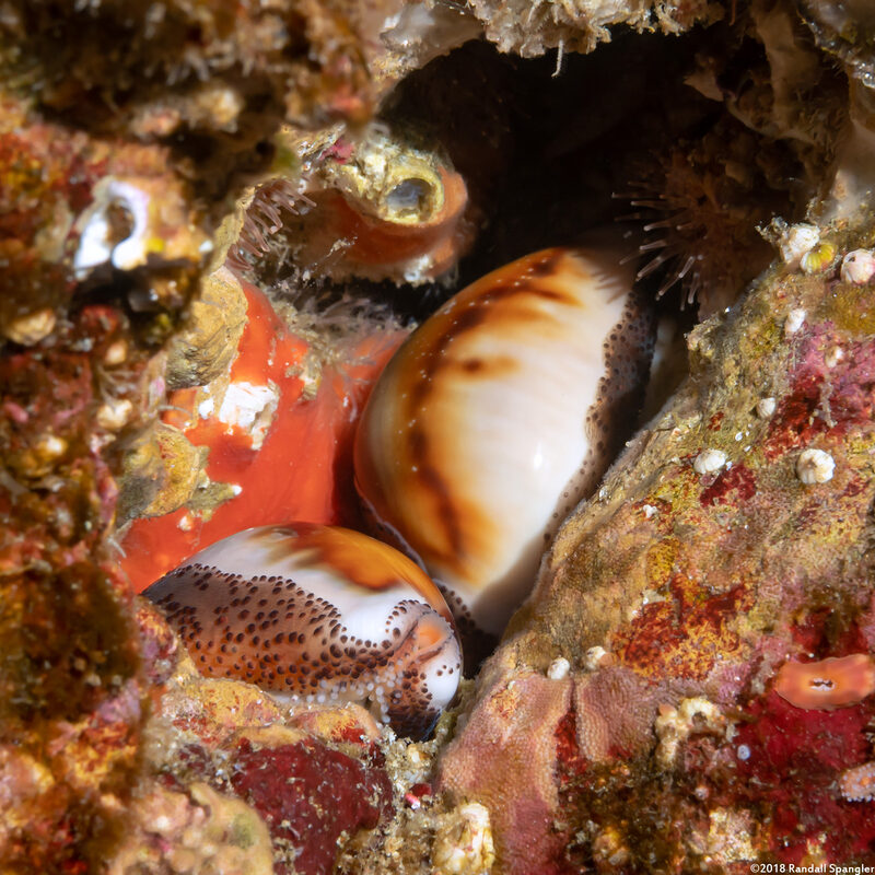 Neobernaya spadicea (Chestnut Cowry)