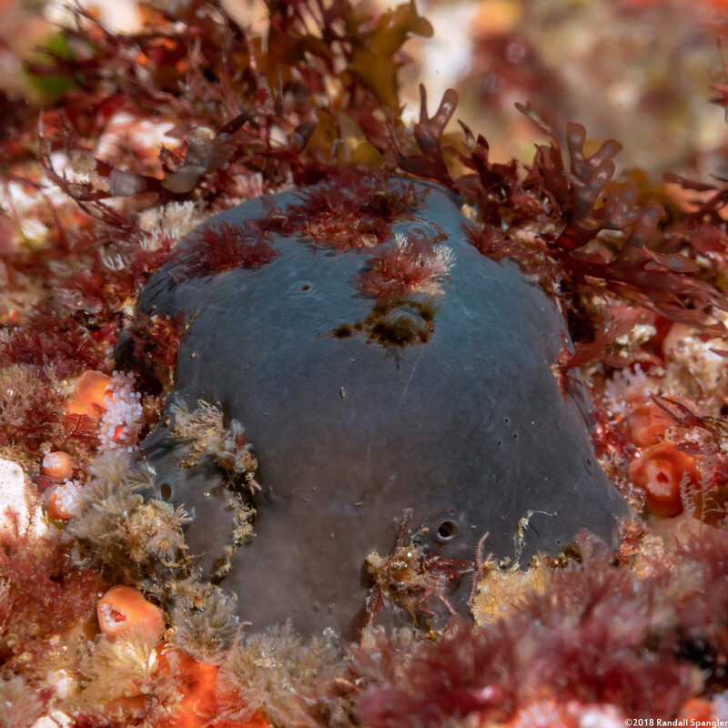 Spheciospongia confoederata (Gray Moon Sponge)