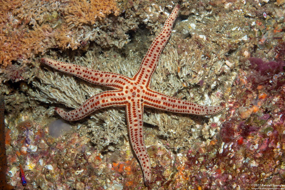 Pharia pyramidata (Yellow Spotted Star)
