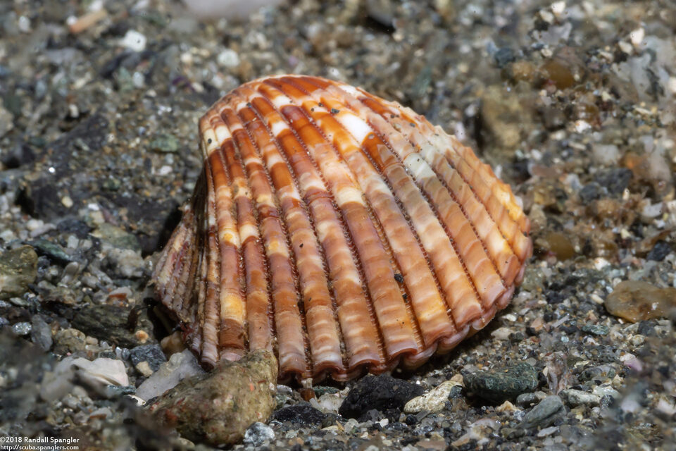 Americardia biangulata (Western Strawberry-Cockle)