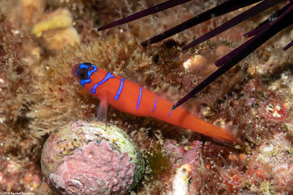 Lythrypnus dalli (Bluebanded Goby)
