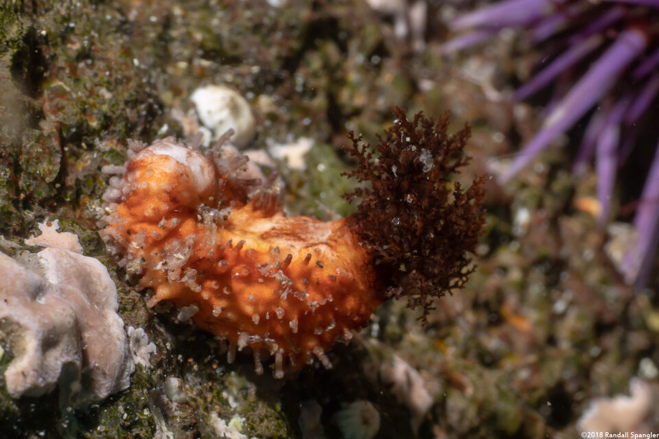 Pachythyone rubra (Red Sea Cucumber)
