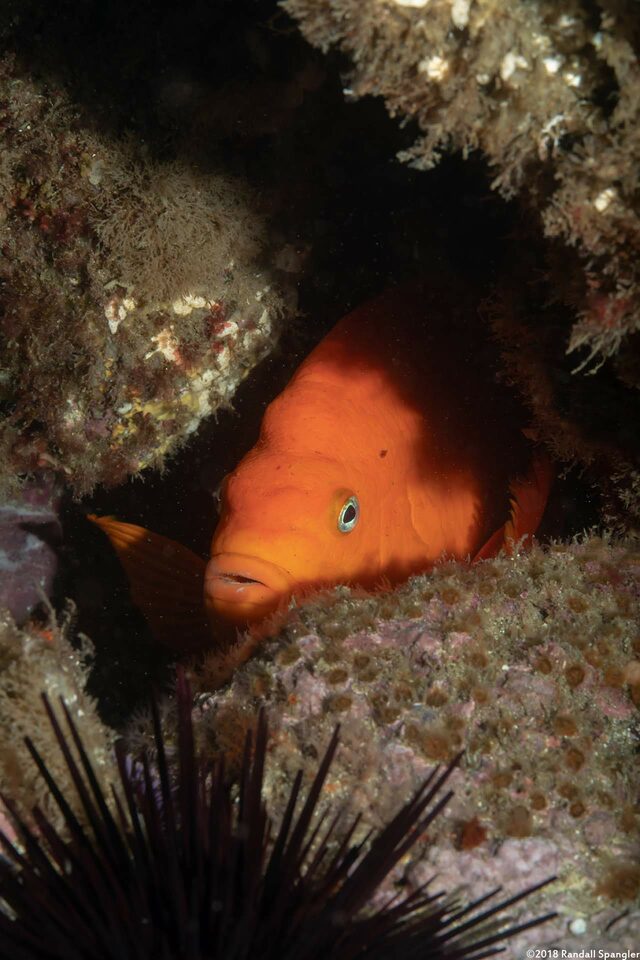 Hypsypops rubicundus (Garibaldi)