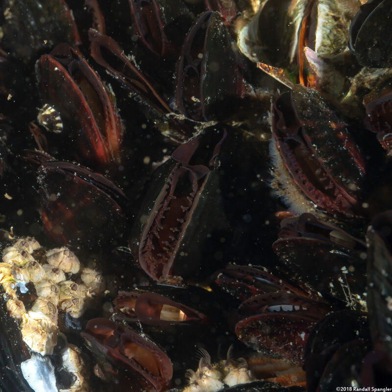 Mytilus galloprovincialis (Mediterranean Mussel)