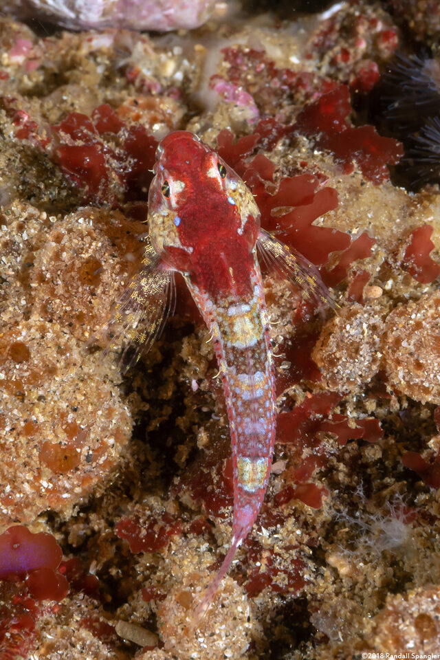Orthonopias triacis (Snubnose Sculpin)