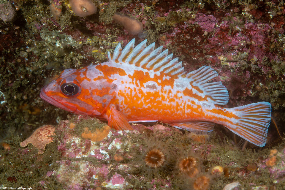 Sebastes rosaceus (Rosy Rockfish)