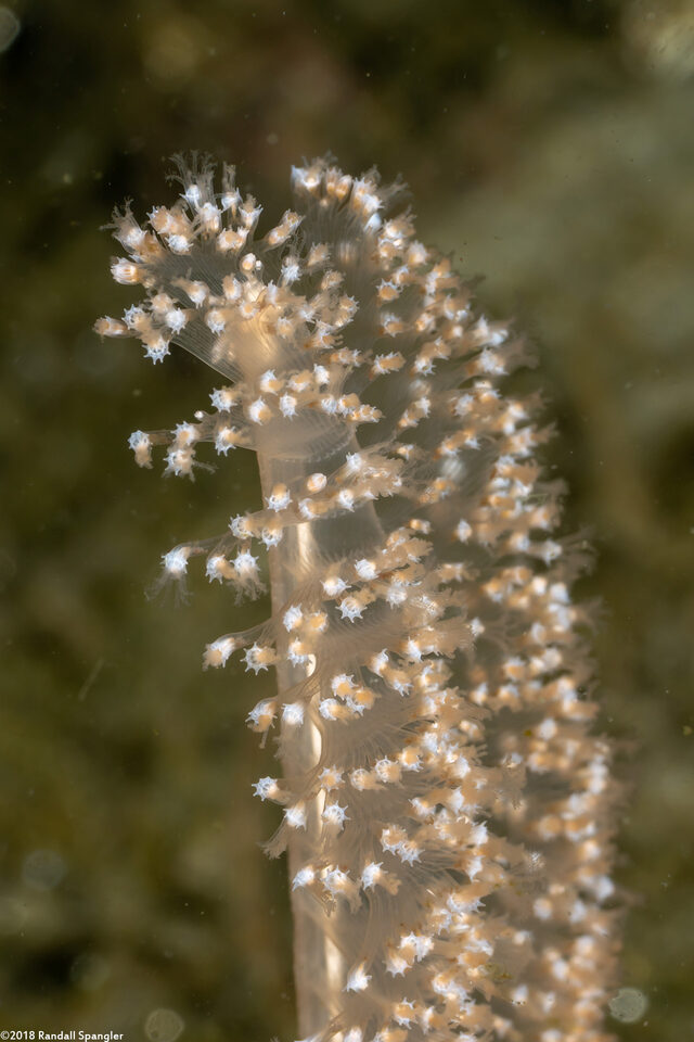 Virgularia sp.4 (Virgularia sp.4)