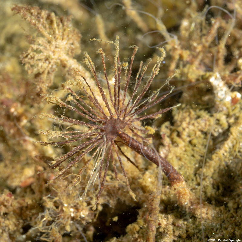 Praxillura maculata (Windmill Worm)