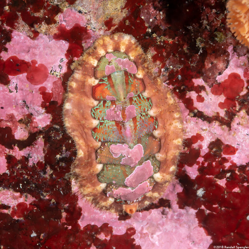 Mopalia spectabilis (Red-Flecked Mopalia)