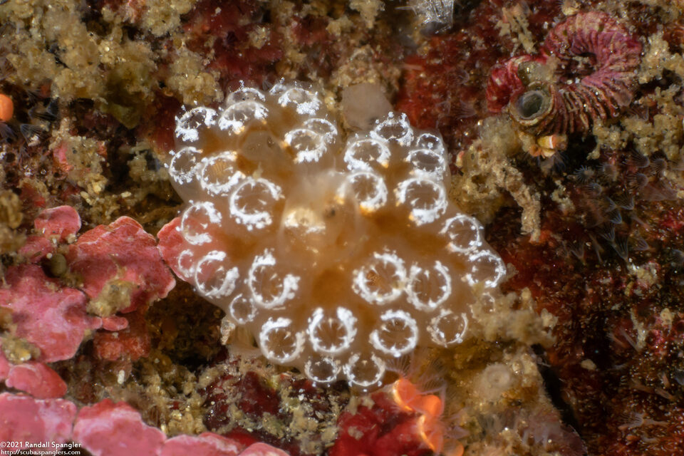Distaplia occidentalis (Mushroom Ascidian)