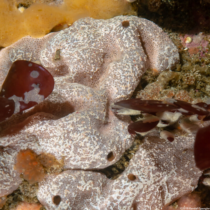 Trididemnum opacum (Trididemnum Opacum)