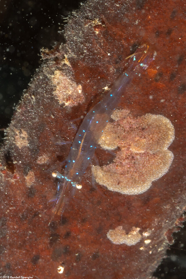 Heptacarpus stylus (Stiletto Shrimp)