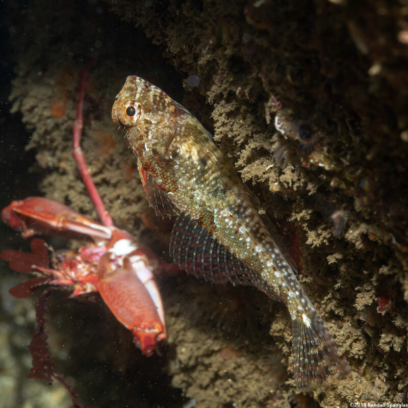 Orthonopias triacis (Snubnose Sculpin)