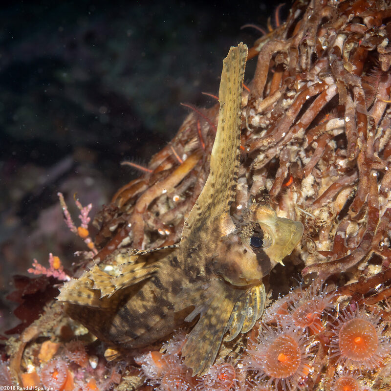 Nautichthys oculofasciatus (Sailfin Sculpin)