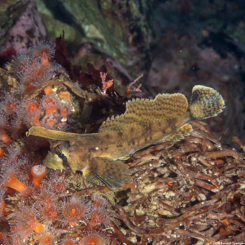 Nautichthys oculofasciatus (Sailfin Sculpin)