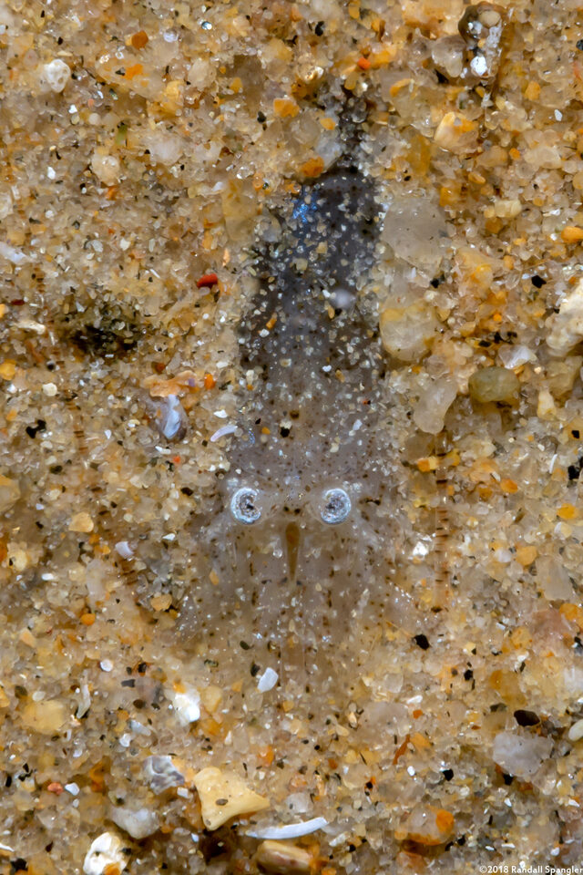 Crangon franciscorum (California Bay Shrimp)