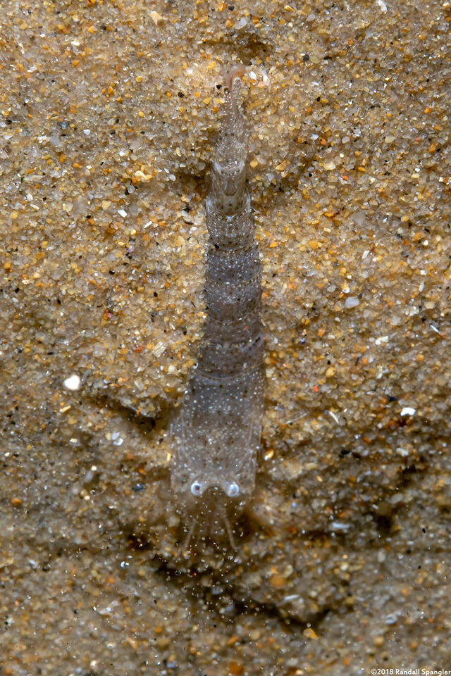 Crangon franciscorum (California Bay Shrimp)