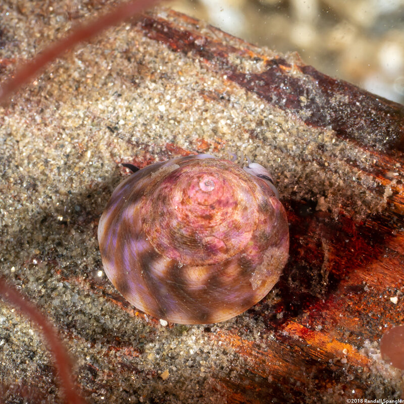 Tegula pulligo (Brown Turban Snail)