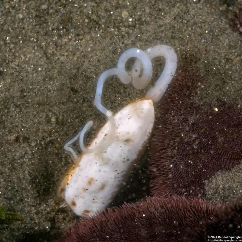 Glottidia albida (Stalked Brachiopod)