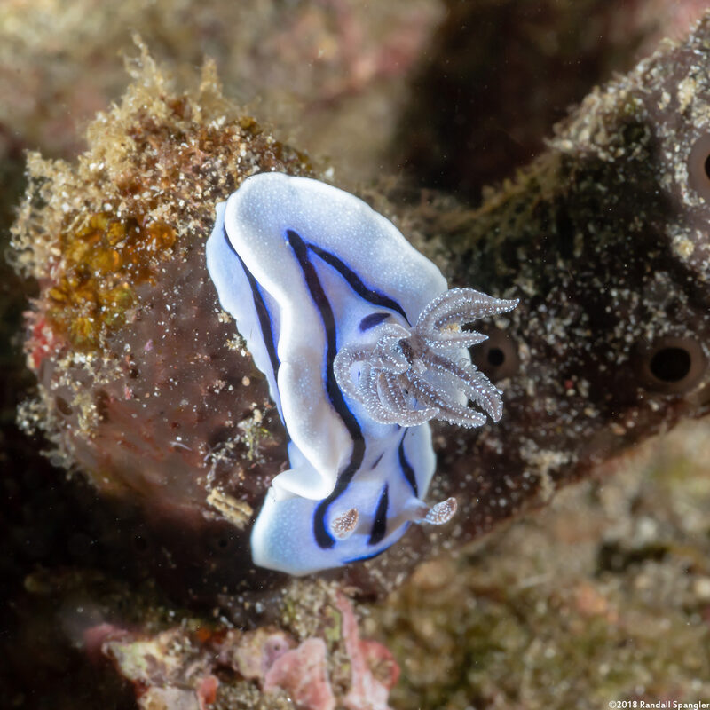 Chromodoris willani (Willan's Chromodoris)