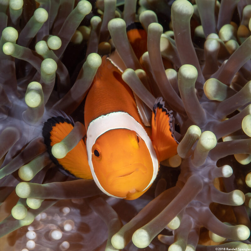Amphiprion ocellaris (False Clown Anemonefish)