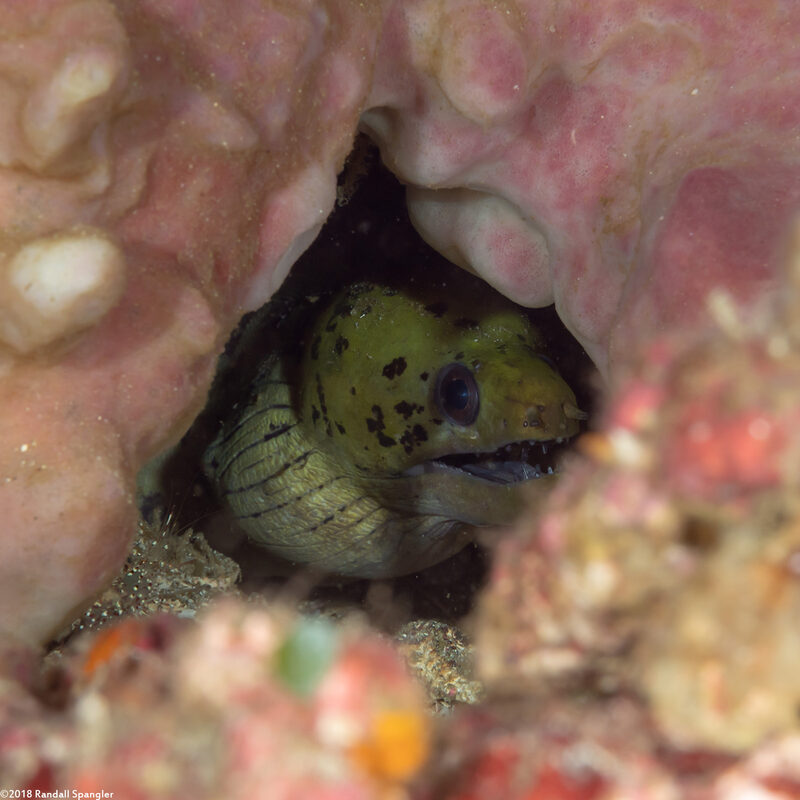 Gymnothorax fimbriatus (Fimbriated Moray)
