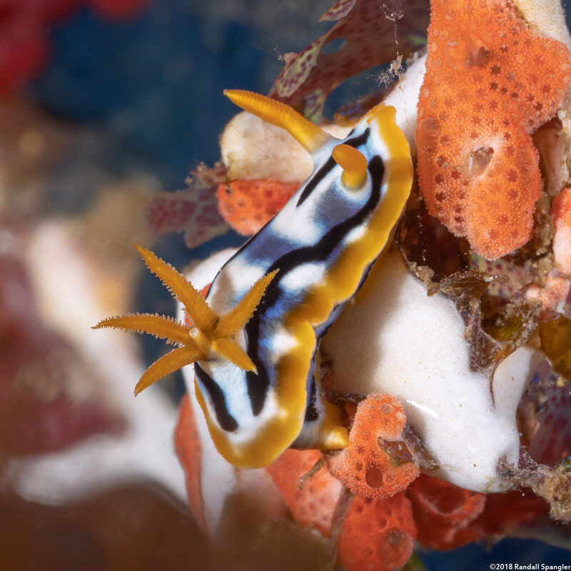 Chromodoris strigata (Streaked Chromodoris)