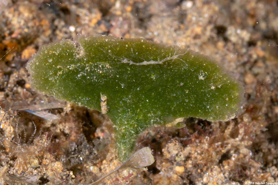 Avrainvillea obscura (Avrainvillea Obscura)