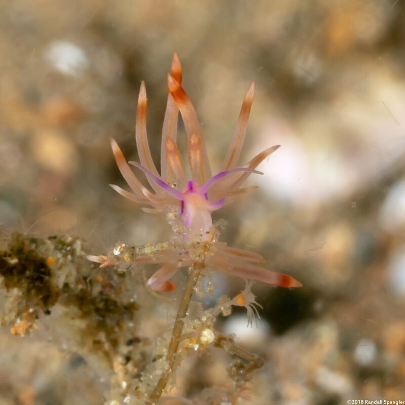 Coryphellina flamma (Flame Coryphellina)