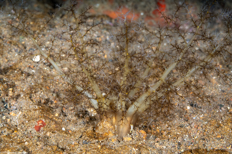 Massinium sp.1 (Massinium sp.1)