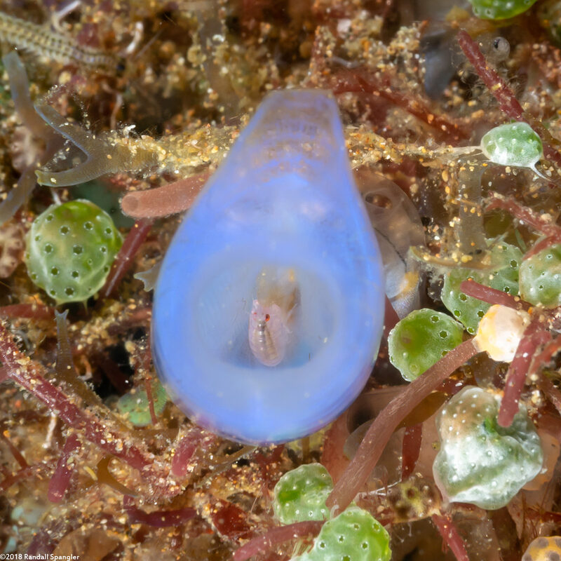 Cyproideidae sp.1 (Amphipod)