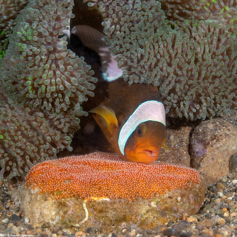 Amphiprion polymnus (Saddleback Anemonefish)