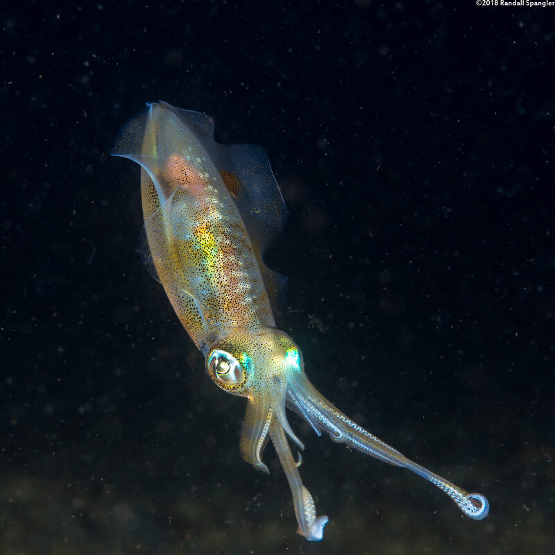 Sepioteuthis lessoniana (Bigfin Reef Squid)