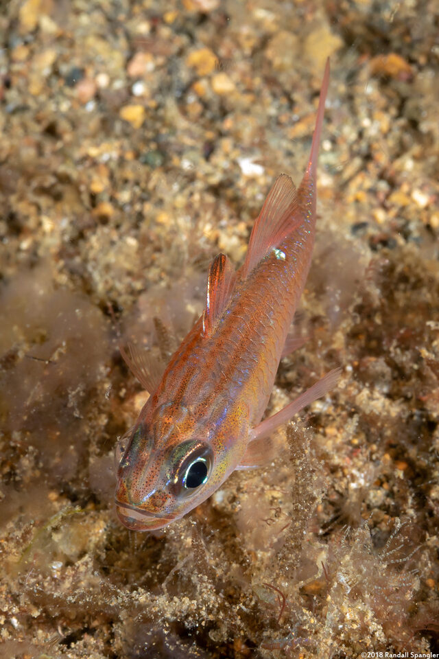 Ostorhinchus moluccensis (Moluccan Cardinalfish)