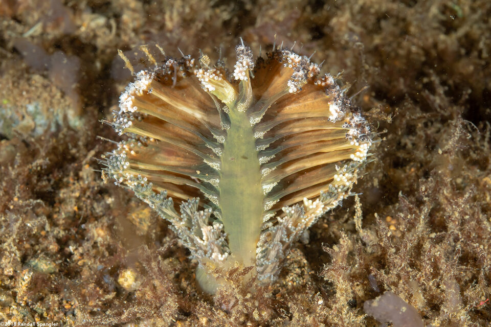 Pteroides sp.1 (Pteroides sp.1)