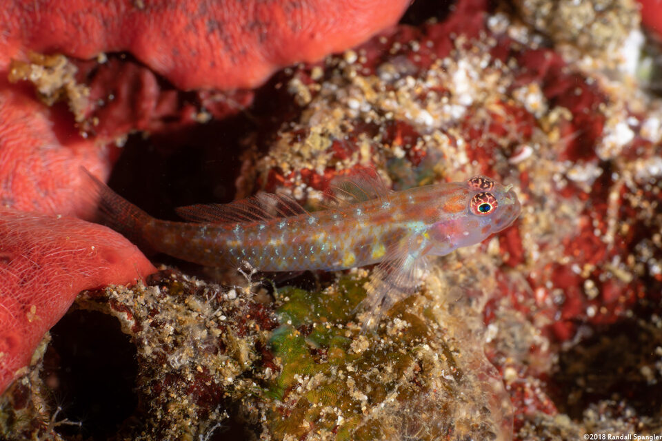 Eviota melasma (Melasma Dwarfgoby)