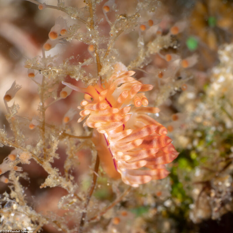 Coryphellina flamma (Flame Coryphellina)