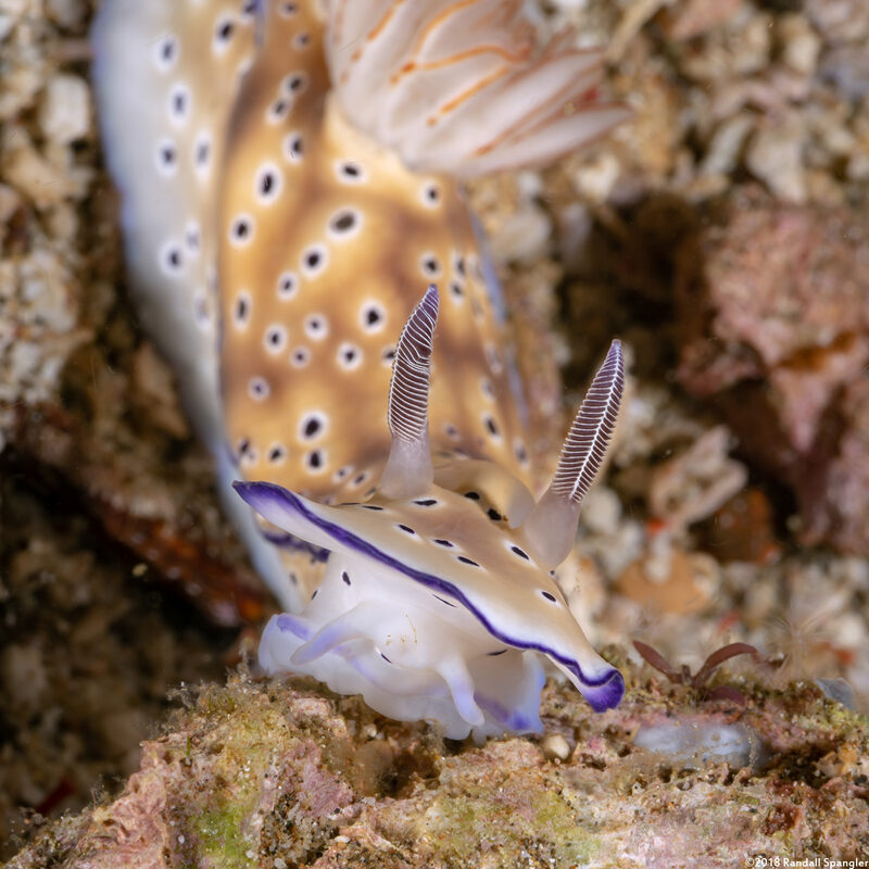 Hypselodoris tryoni (Tryon's Risbecia)