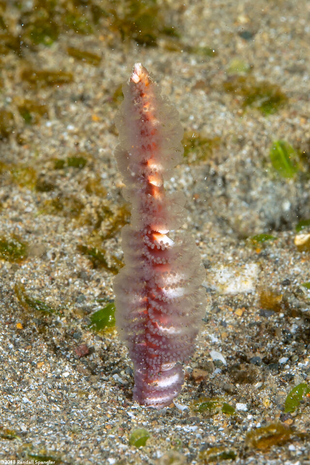 Virgularia sp.3 (Virgularia sp.3)