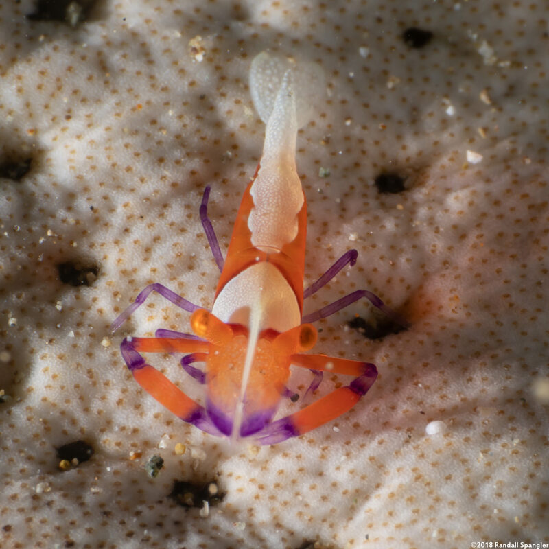 Zenopontonia rex (Emperor Shrimp)