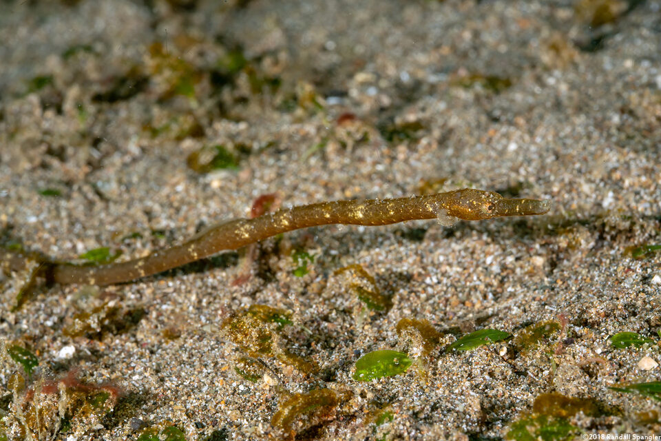Hippichthys cyanospilos (Estuary Pipefish)