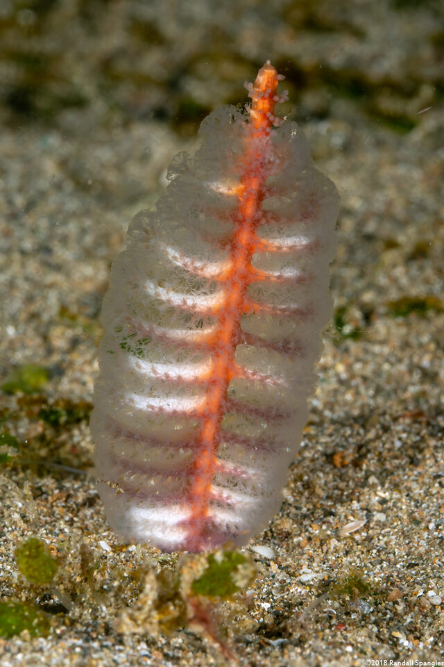 Virgularia sp.3 (Virgularia sp.3)